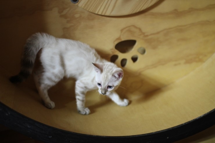 스노우뱅갈고양이 키퍼 여아들 캣휠 선수 됬어요~ 관련 이미지 3