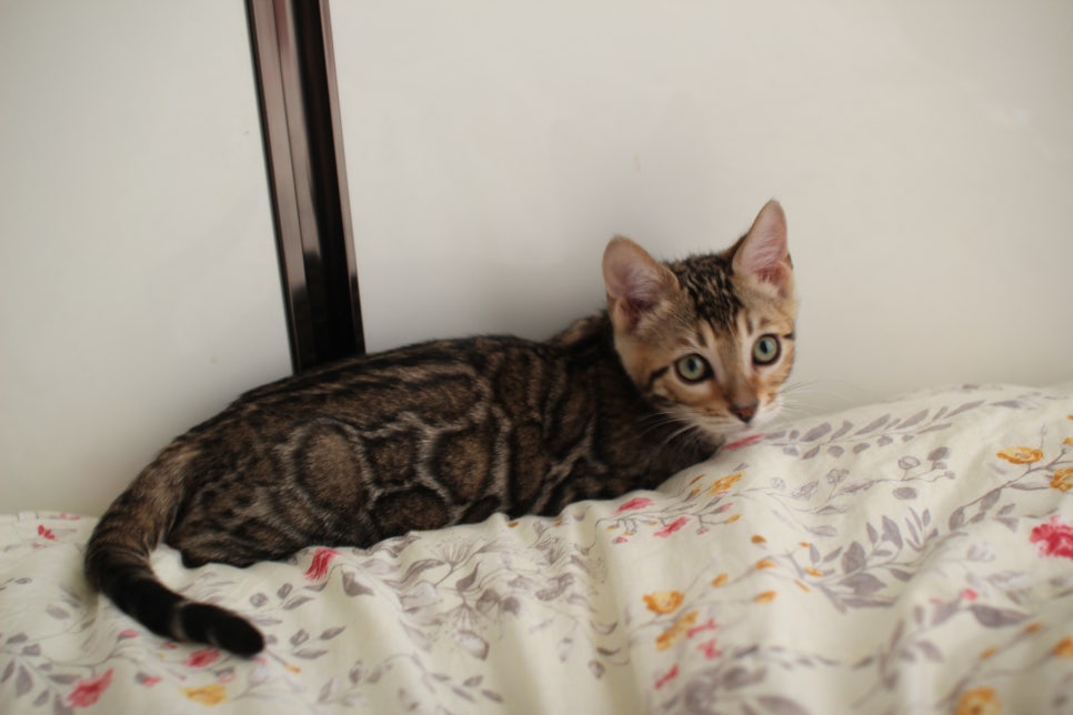 낯가림 제로 성격 최고 개냥이 뱅갈고양이 남아 분양해요~ 관련 이미지 2