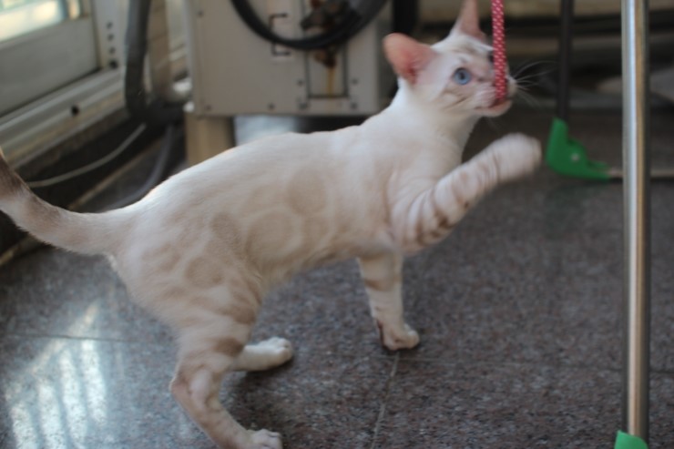 스노우 뱅갈고양이 스노우킹~ 관련 이미지 6