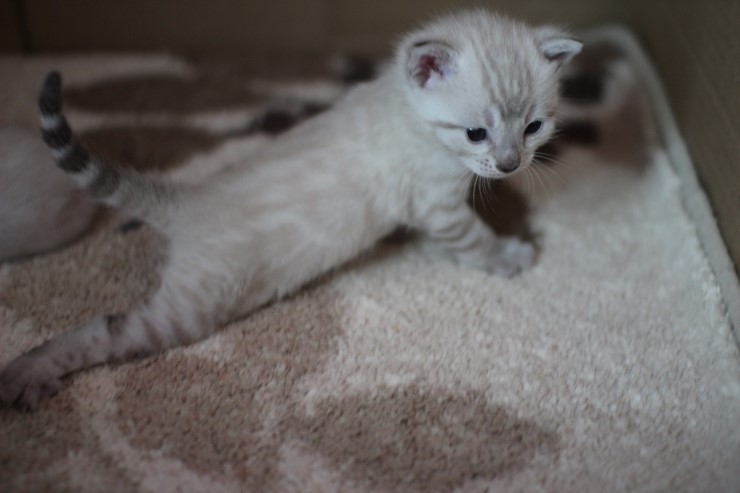 뱅갈고양이 앙증,깜찍 천사들^^ 관련 이미지 2