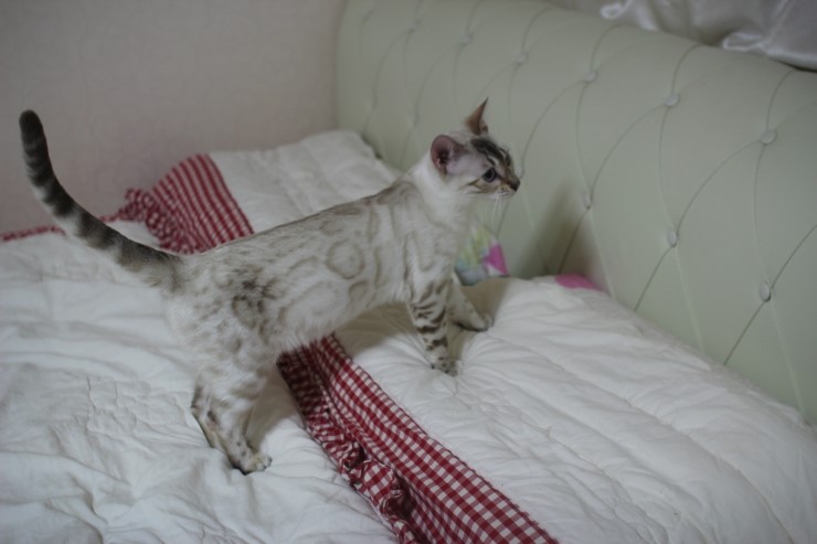 뱅갈고양이 새해 첫날~ 관련 이미지 8