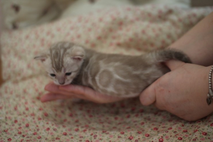 뱅갈고양이 분양 오묘한 매력에 칼라 스노우밍크 관련 이미지 13