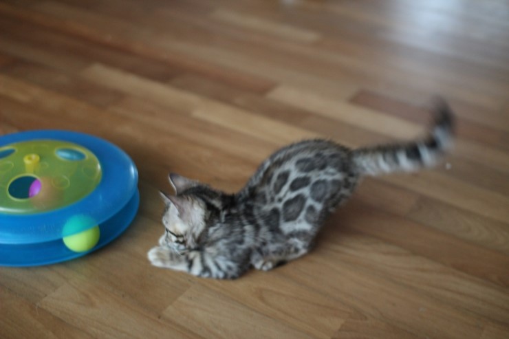 뱅갈고양이 남아 장난감이 이리도 좋을까??? 관련 이미지 2