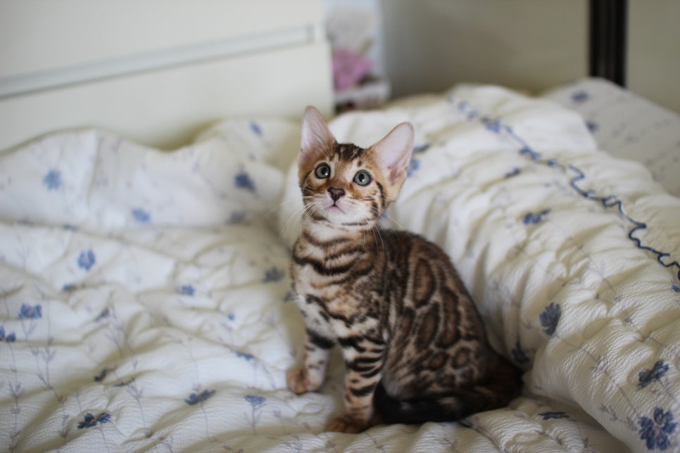 브라운 뱅갈고양이 자매 분양합니다~ 관련 이미지 4