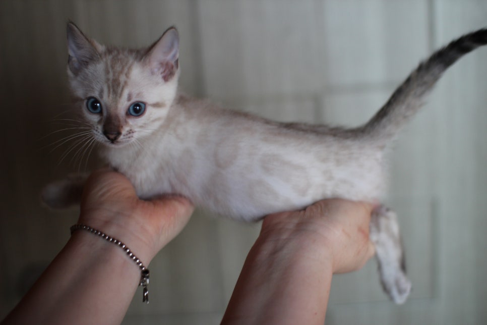 스노우뱅갈고양이 링스 남아 사진 입니다~ 관련 이미지 4