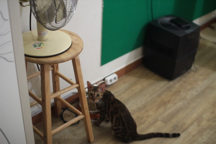 뱅갈고양이,뱅갈고양이 분양,미녀 뱅갈고양이들 입니다^^ 관련 이미지 2