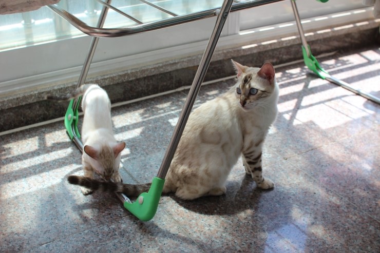 실링스 뱅갈고양이 키나는 꼬맹이들을 너무나 좋아해요~ 관련 이미지 10