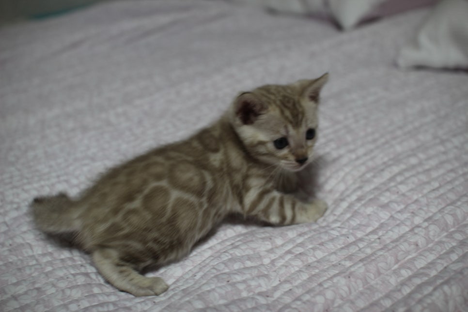 실밍크 뱅갈고양이 요정으로도 부족한 미묘 여아에요~ 관련 이미지 1