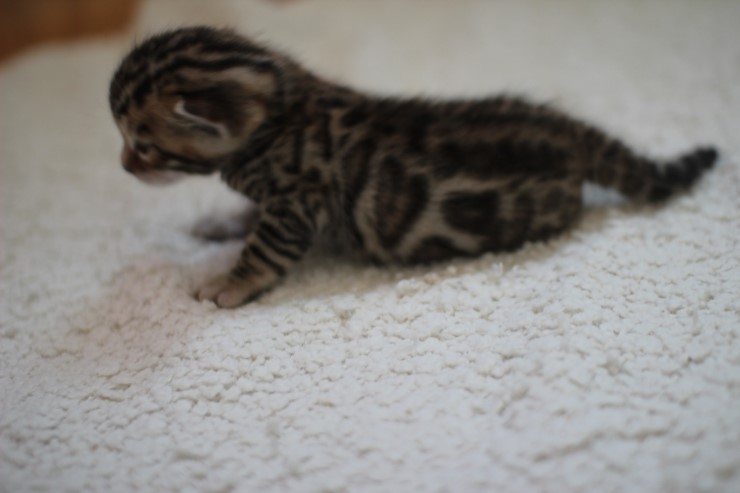 브라운 뱅갈고양이 여아예요~ 관련 이미지 8