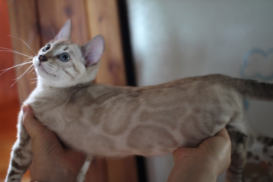 뱅갈고양이 빅로젯이란 이런것! 관련 이미지 14