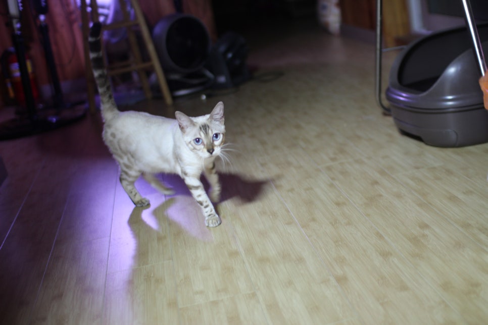 스노우뱅갈고양이 이브예요~ 관련 이미지 4