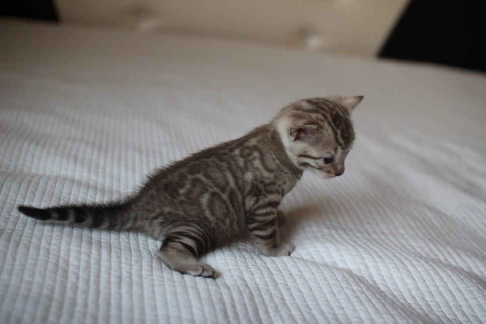 밍크뱅갈고양이 여아 막둥이 예약 분양 합니다~ 관련 이미지 6