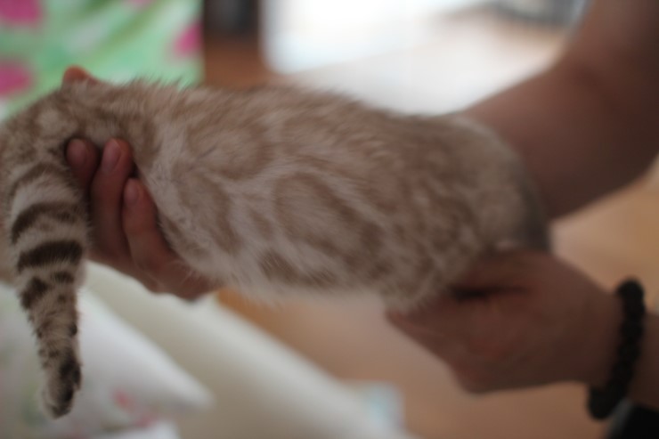 실밍크 뱅갈고양이 남아예요~ 관련 이미지 6