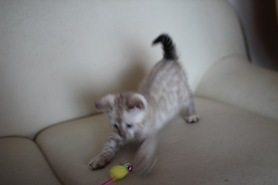 스노우 뱅갈고양이 남아에요~ 관련 이미지 5