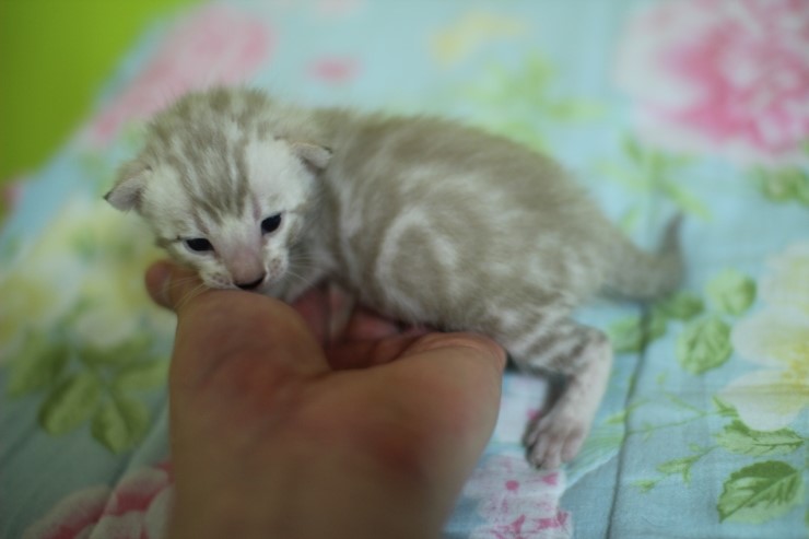 실밍크 스노우 뱅갈고양이 남아 꼬맹이예요 관련 이미지 6