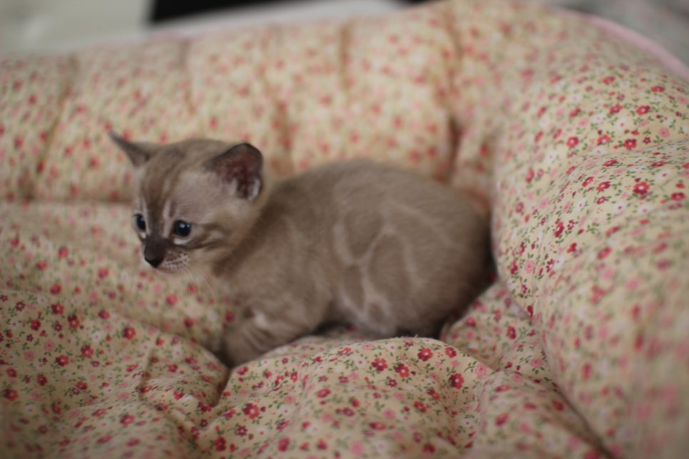 고퀄리티 스노우뱅갈고양이 아이들 분양합니다~ 관련 이미지 21