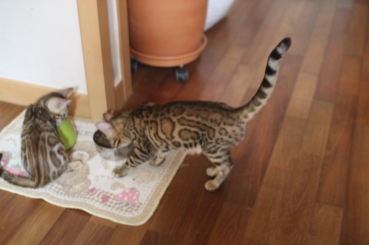 소유캐터리 키퍼 여아들 이쁘게 성장중~ 관련 이미지 5