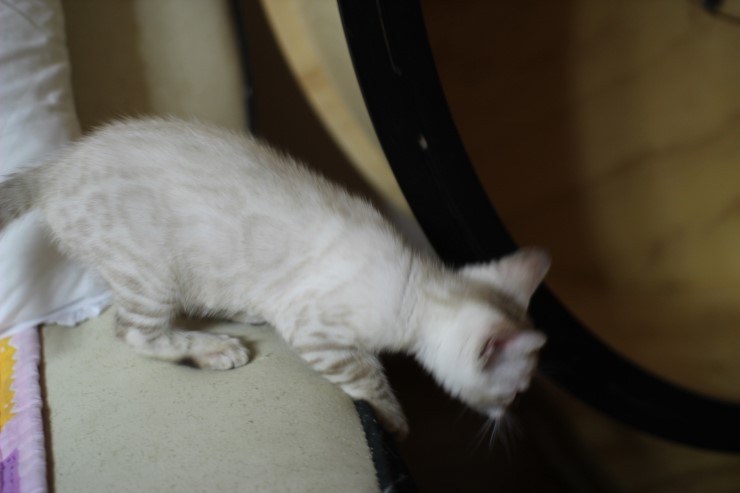 스노우 링스 뱅갈고양이 키퍼여아와 레모나예요~ 관련 이미지 4