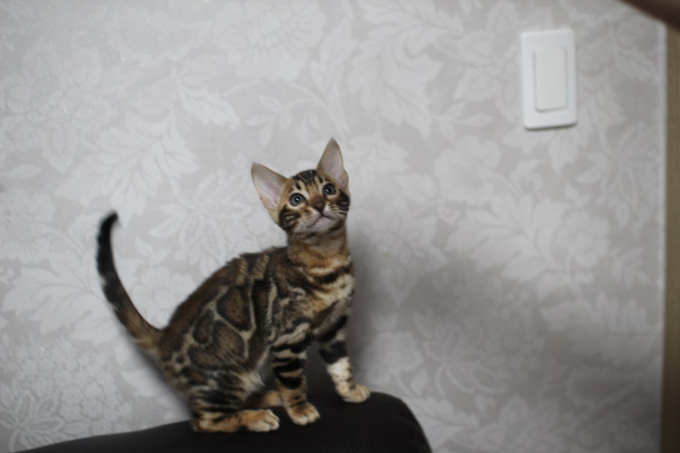 뱅갈고양이분양 장군이,아롱이, 탑식이~ 관련 이미지 1