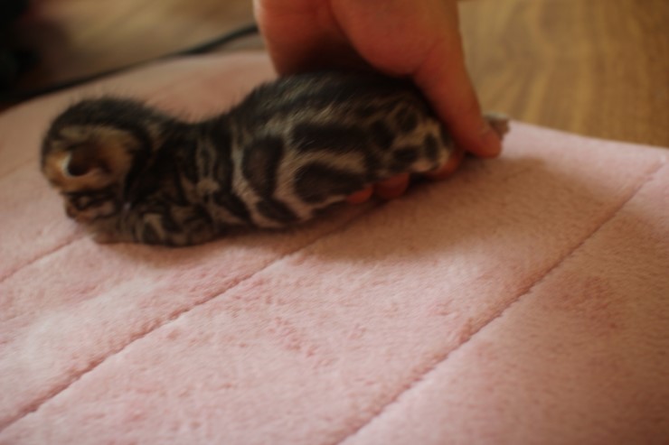 뱅갈고양이 4형제 눈 떴습니다~ 관련 이미지 7