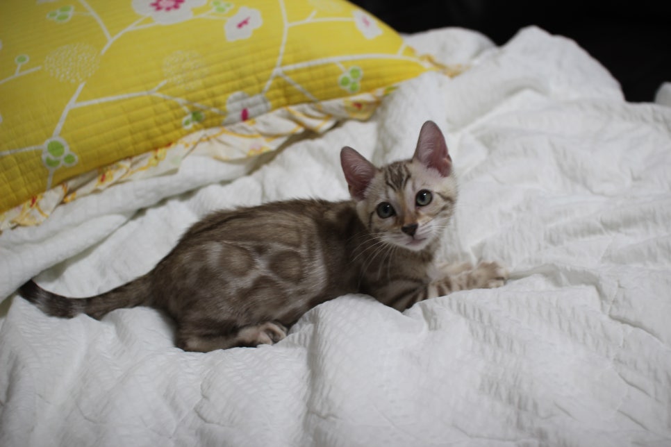 실밍크뱅갈고양이 깜찍이 여아 분양중~ 관련 이미지 3