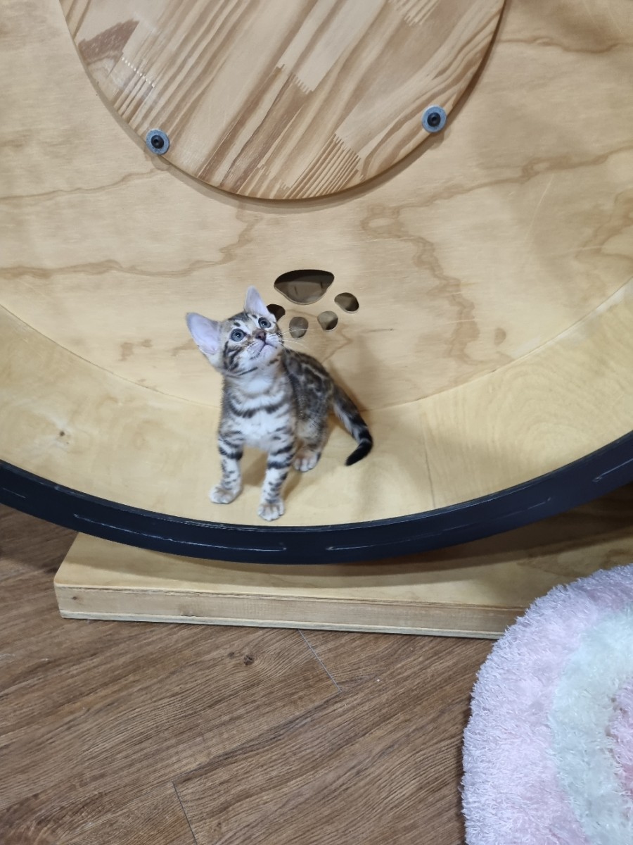 브라운 뱅갈고양이 여아 분양합니다~ 관련 이미지 2