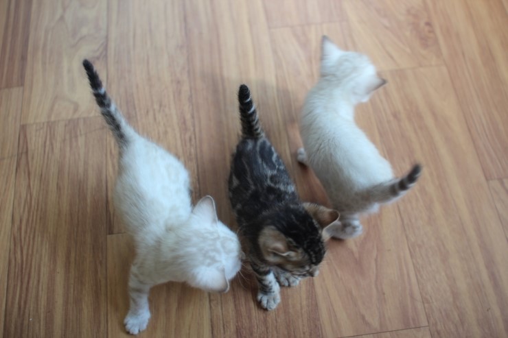 뱅갈고양이 6남매 꼬맹이들~ 관련 이미지 4