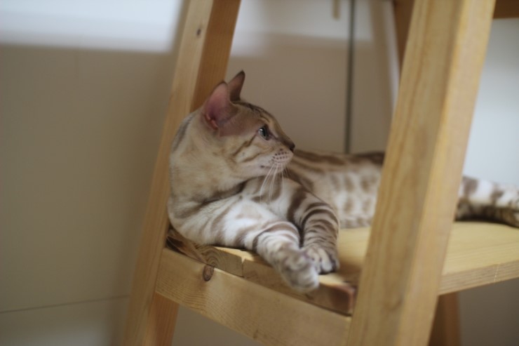귀염둥이 실밍크 뱅갈고양이 슈퍼히어로~ 관련 이미지 4