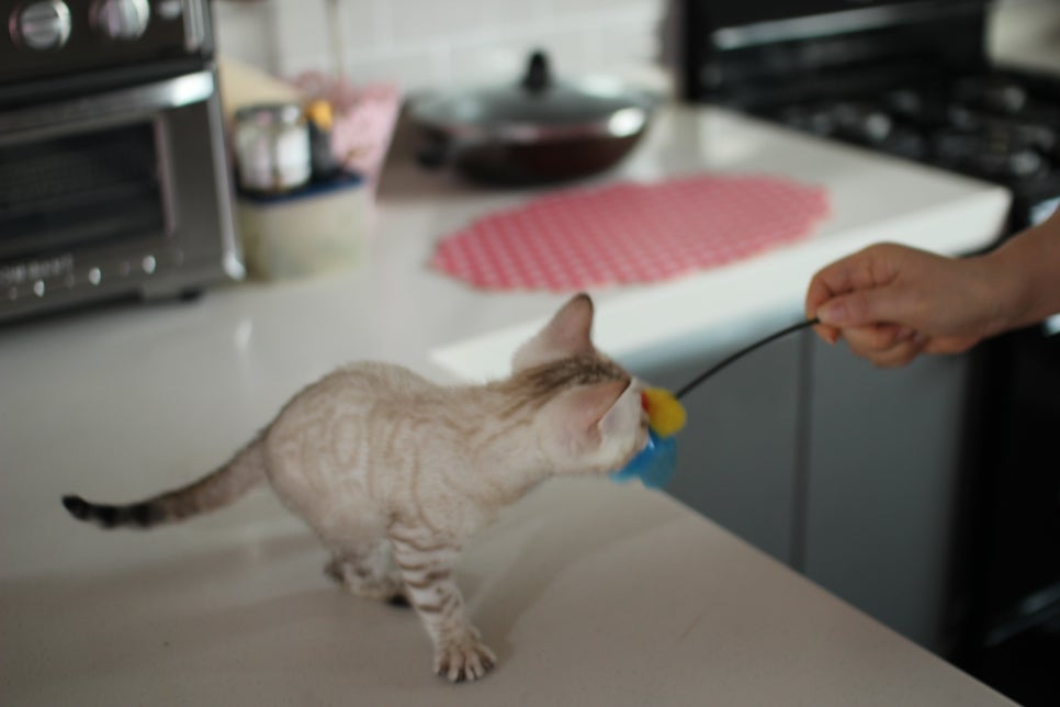 사람만 졸졸졸 따라 다니는 스노우뱅갈고양이 여아 분양해요~ 관련 이미지 19