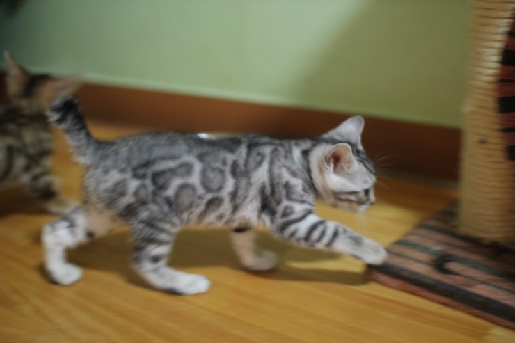 실버뱅갈고양이 로미~ 관련 이미지 4