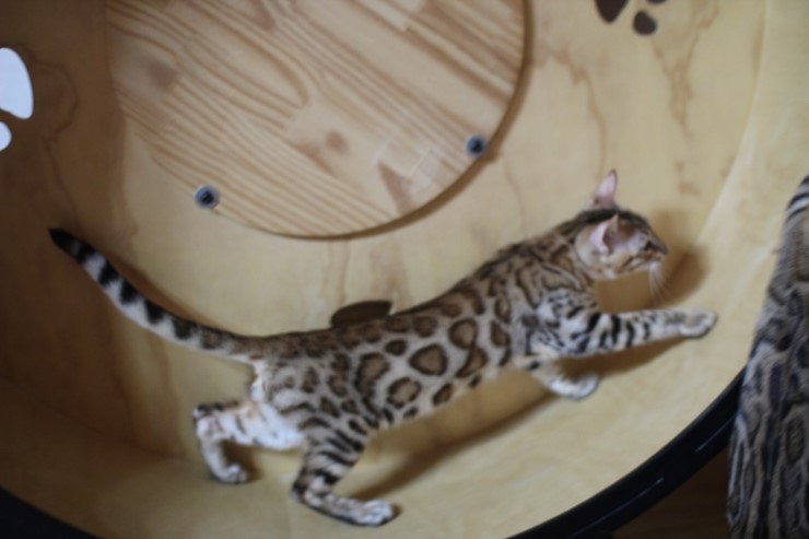 강아지 같은 성격에 뱅갈고양이 분양해요 관련 이미지 8