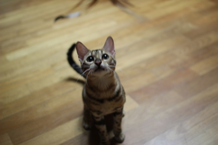 브라운 뱅갈고양이 세라예요~ 관련 이미지 9