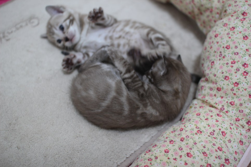 밍크차콜,밍크 뱅갈고양이 꼬맹이들 앙증맞은 모습~ 관련 이미지 8