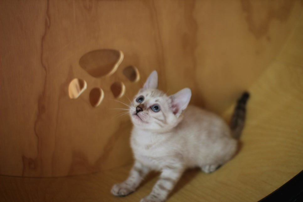 뱅갈고양이분양 무늬와 건강이 최고 관련 이미지 16