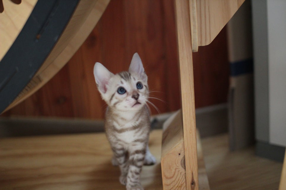 뱅갈고양이분양 매혹적인 파란눈 스노우 아이들. 관련 이미지 8