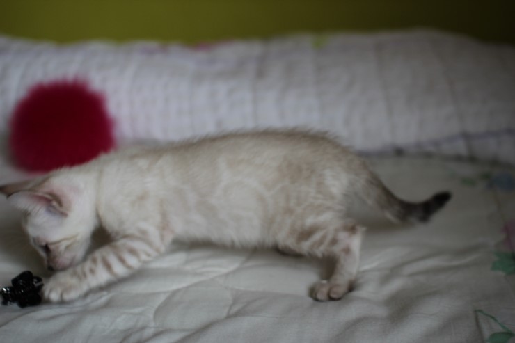 실링스 뱅갈고양이 키퍼 여아 입니다^^ 관련 이미지 8