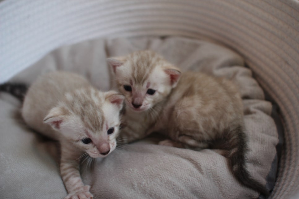 뱅갈고양이 분양가에 대해서~ 관련 이미지 1