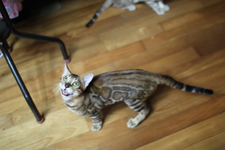 장난치다 지쳐서 헉헉 거리는 뱅갈고양이 워리어 예요~ 관련 이미지 1