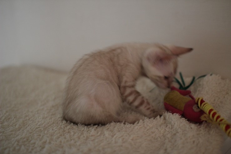 실링스 뱅갈고양이 키퍼 여아 많이 컸어요~ 관련 이미지 7