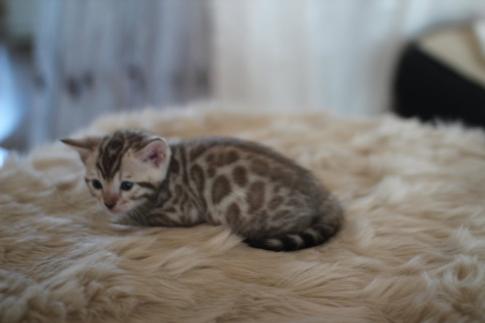 스노우뱅갈고양이 분양 오늘 빠져들어 볼까요? 관련 이미지 9