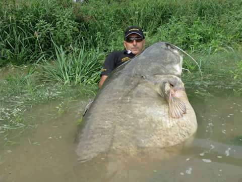 해외 왕메기 관련 이미지 1
