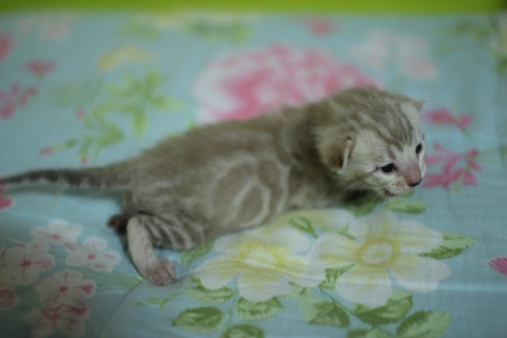 실밍크 스노우 뱅갈고양이 남아 꼬맹이예요 관련 이미지 7