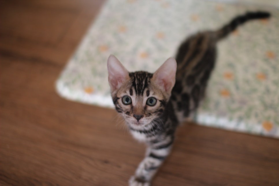 뱅갈고양이분양 행복 가득한 아이들 관련 이미지 17