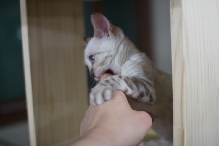 뱅갈고양이,뱅갈고양이분양, 링컨이한테 삐진 스노우뱅갈 꼬맹이 초아~~~ 관련 이미지 7