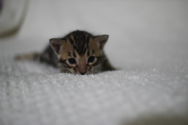 뱅갈고양이,뱅갈고양이 분양 여아 두아이 예약 분양 합니다~ 관련 이미지 12