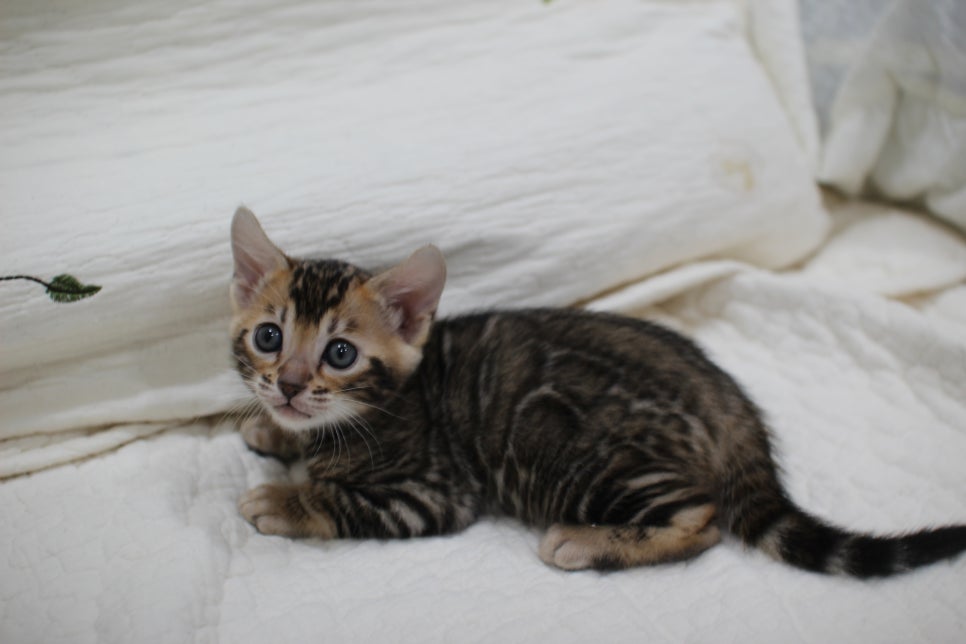 점점 개냥이가 되가는 브라운 뱅갈고양이 여아예요~ 관련 이미지 9