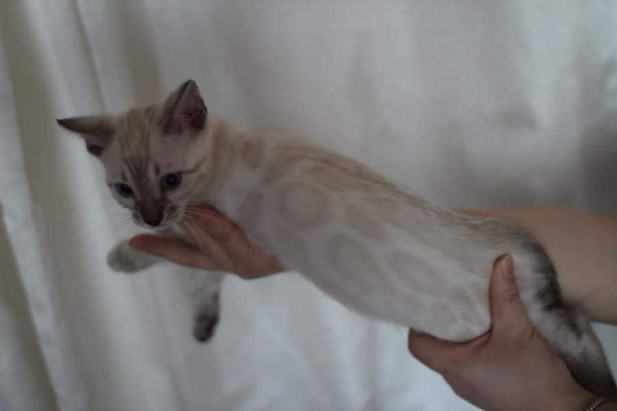 스노우뱅갈고양이 분양 소유캐터리로 오세요! 관련 이미지 6