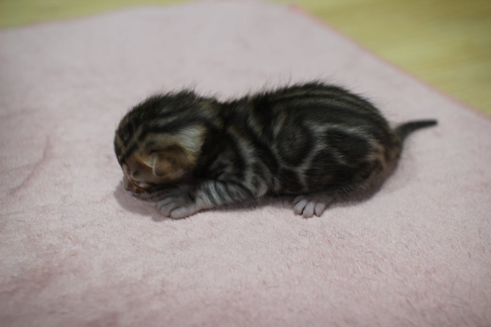 브라운 뱅갈고양이 꼬물이 남아 눈도 뜨고 하루가 다르게 더 이뻐지고 있습니다~ 관련 이미지 3