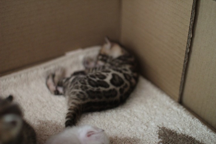 뱅갈고양이 앙증,깜찍 천사들^^ 관련 이미지 4