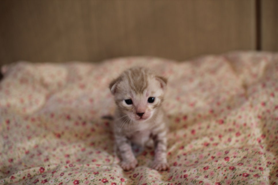 실밍크뱅갈고양이 여아 분양해요~ 관련 이미지 5